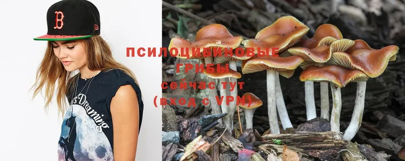 ссылка на мегу как войти  закладка  Люберцы  Псилоцибиновые грибы MAGIC MUSHROOMS 